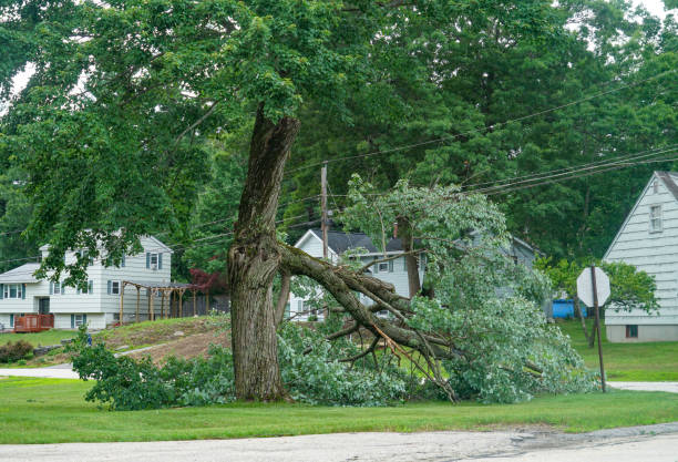 Best Tree Mulching  in Sisters, OR